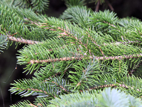 Picea jezoensis