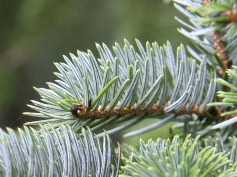 Picea jezoensis