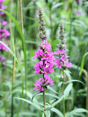 Lythrum salicaria