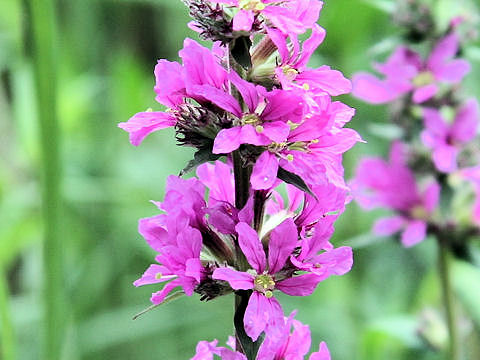 Lythrum salicaria