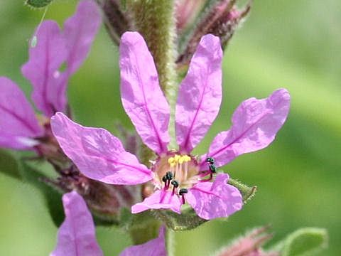 Lythrum salicaria