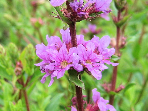 Lythrum salicaria