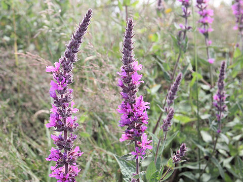 Lythrum salicaria