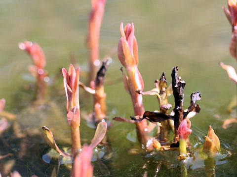 Lythrum salicaria