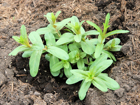 Lythrum salicaria