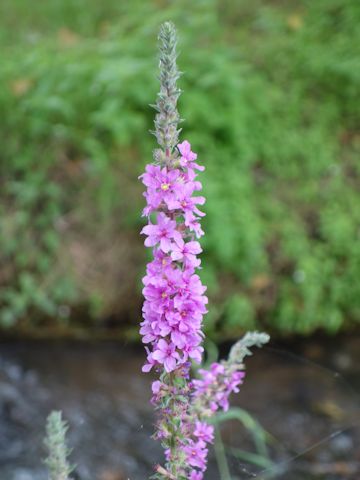 Lythrum salicaria