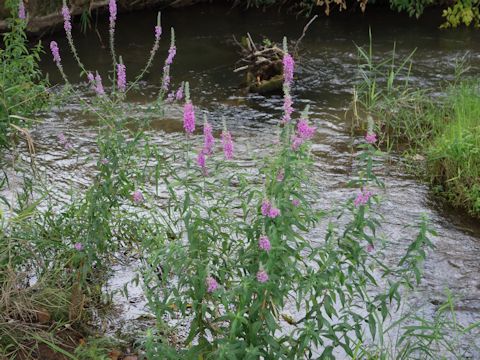 Lythrum salicaria