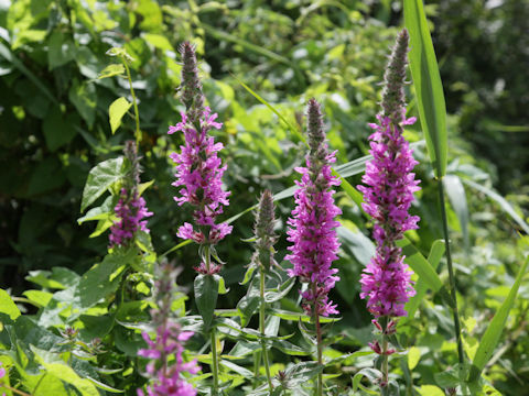 Lythrum salicaria