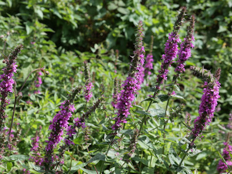 Lythrum salicaria