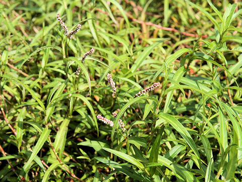 Persicaria amphibia