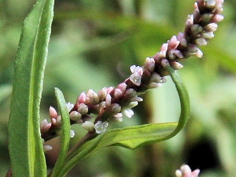 Persicaria amphibia