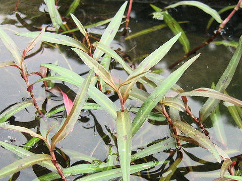 Persicaria amphibia