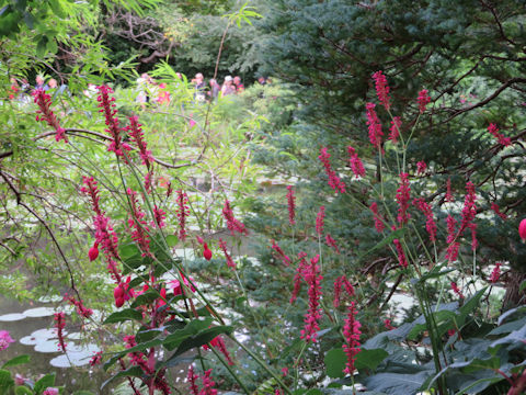 Persicaria amphibia 'Firetail'