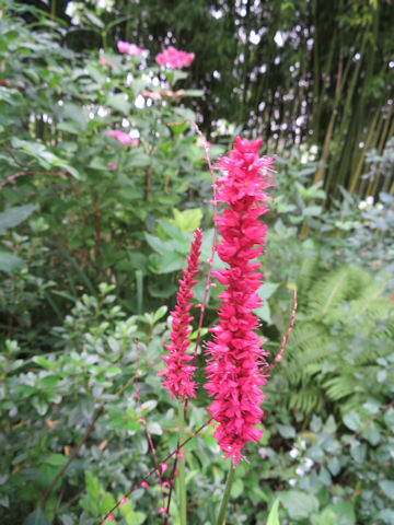 Persicaria amphibia 'Firetail'