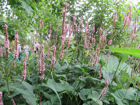 Persicaria amphibia 'Firetail'