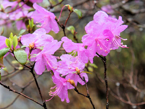 Rhododendron dauricum