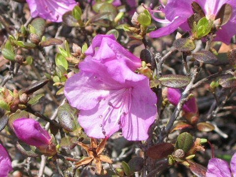 Rhododendron dauricum