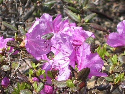 Rhododendron dauricum