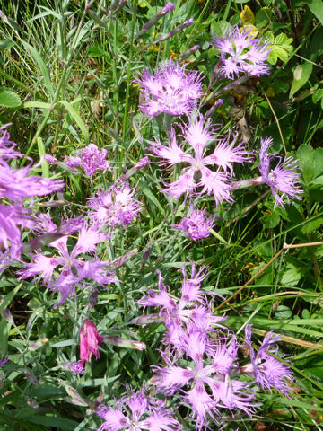 Dianthus superbus var. superbus