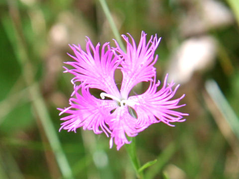 Dianthus superbus var. superbus