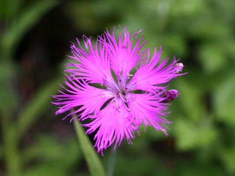 Dianthus superbus var. superbus