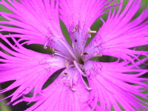 Dianthus superbus var. superbus