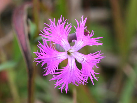 Dianthus superbus var. superbus