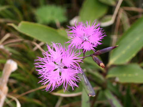 Dianthus superbus var. superbus