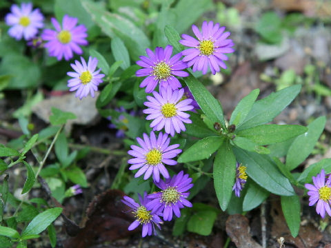 Aster microcephalus var. yezoensis