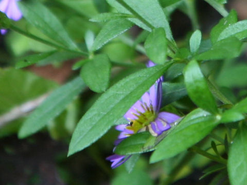 Aster microcephalus var. yezoensis