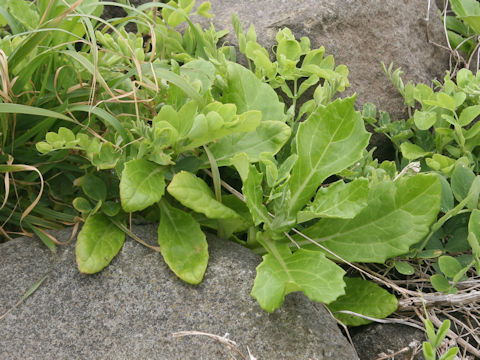 Senecio pseudoarnica