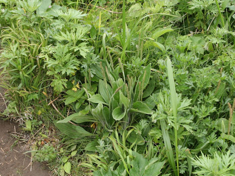 Plantago camtschatica