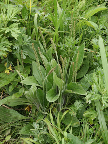 Plantago camtschatica
