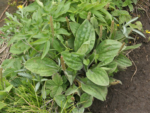 Plantago camtschatica