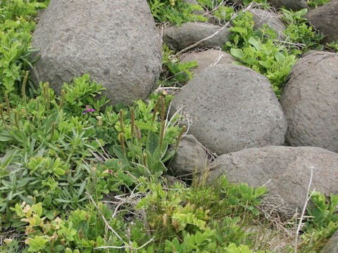 Plantago camtschatica