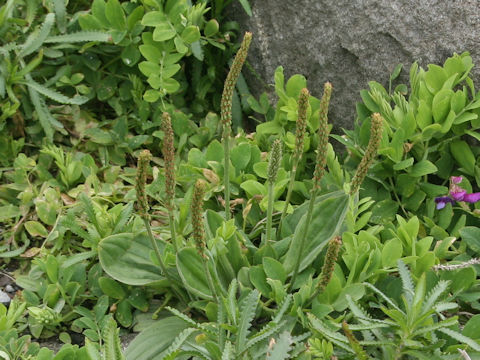 Plantago camtschatica