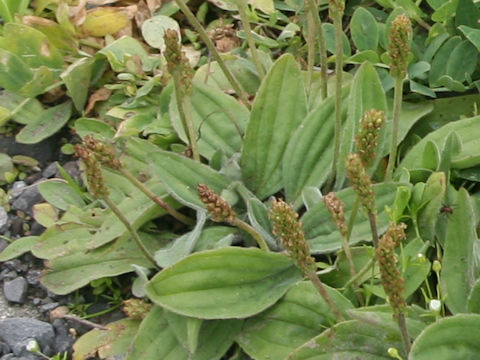 Plantago camtschatica