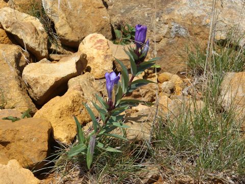 Gentiana triflora var. montana