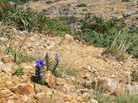 Gentiana triflora var. montana