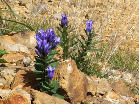 Gentiana triflora var. montana