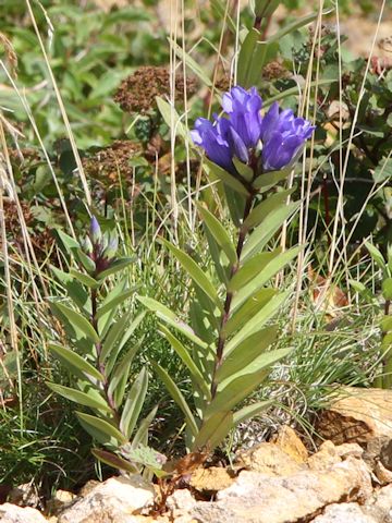 Gentiana triflora var. montana