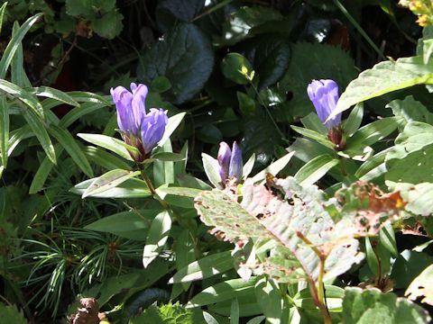 Gentiana triflora var. montana