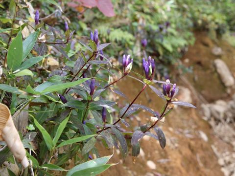 Gentiana triflora var. montana