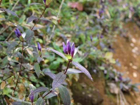 Gentiana triflora var. montana