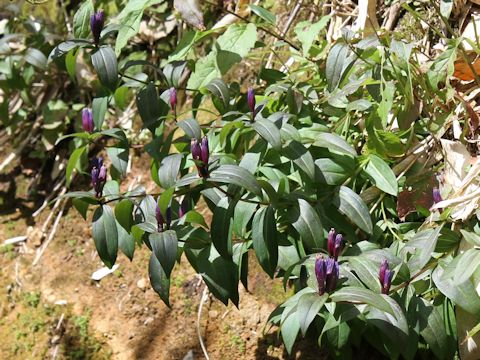 Gentiana triflora var. montana