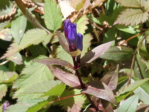 Gentiana triflora var. montana