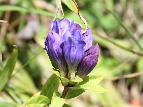 Gentiana triflora var. montana