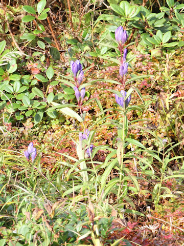 Gentiana triflora var. montana