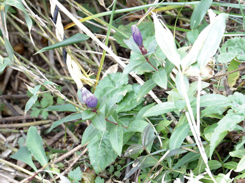 Gentiana triflora var. montana