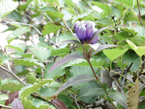 Gentiana triflora var. montana